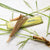 Incense Uplifting Lemongrass Incense IN128